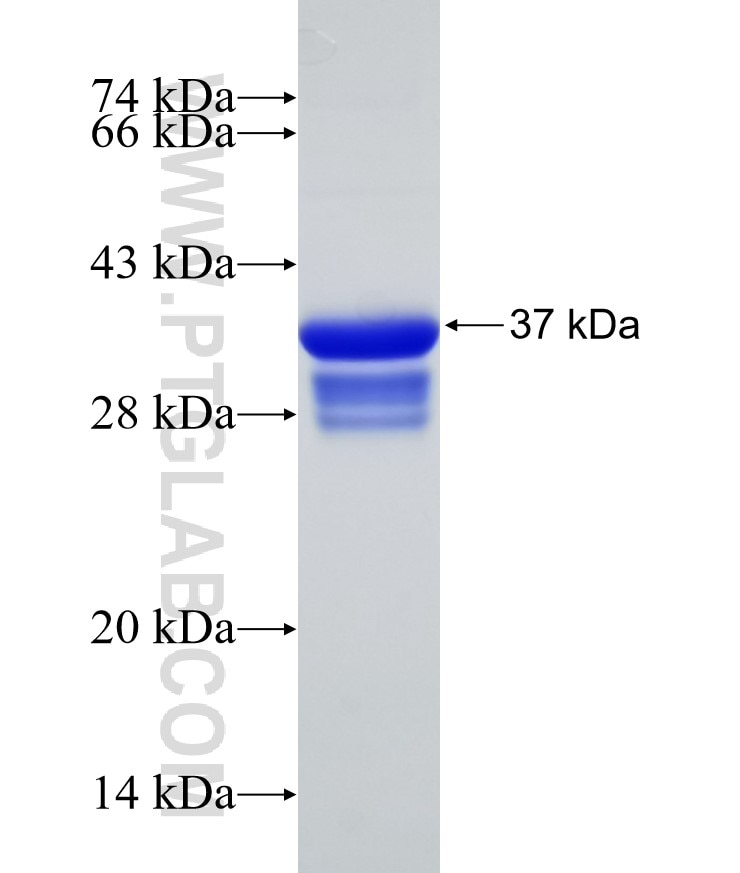 rPTPσ fusion protein Ag3691 SDS-PAGE