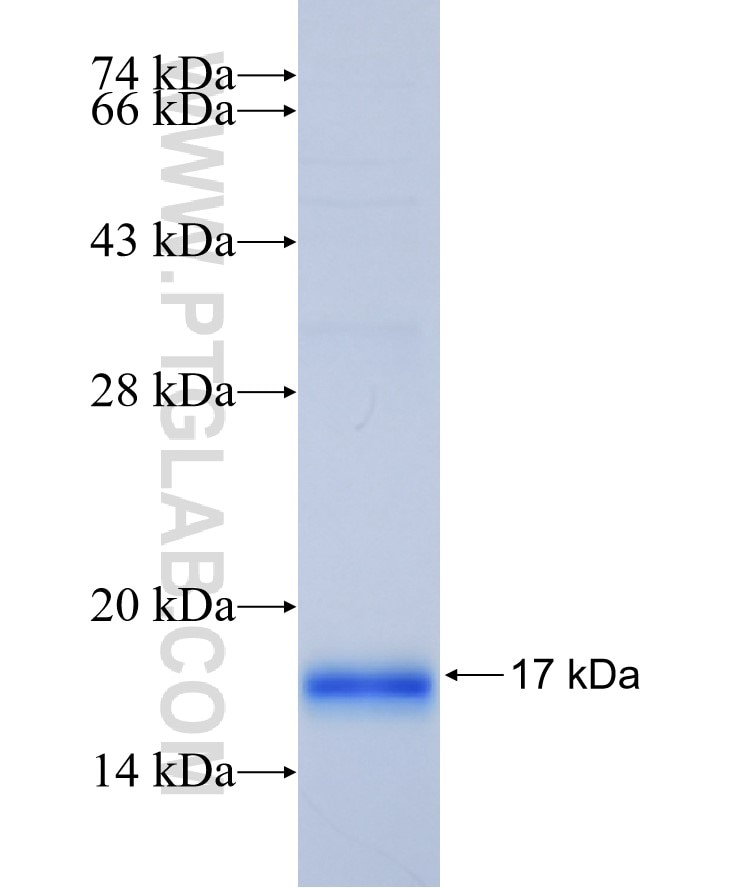 rPTPσ fusion protein Ag32737 SDS-PAGE rPTPσ fusion protein Ag32737 SDS-PAGE