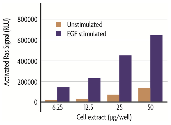 Ras GTPase Chemi ELISA quantifies activated Ras