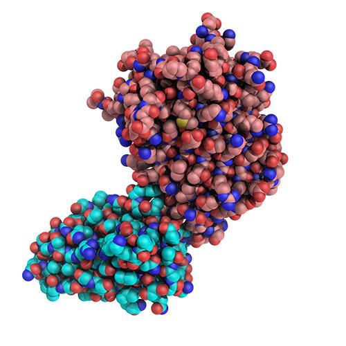 Structure of RFP-VHH.