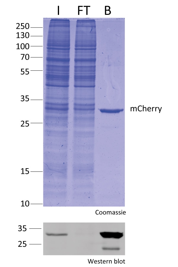 Immunoprecipitation of mCherry fusion with RFP-Trap.I: Input, FT: Flow-through, B: Bound.