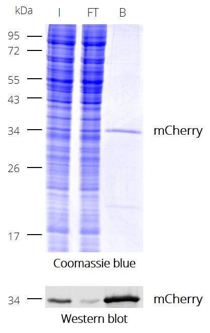 Coomassie and Western blot to show the effectivity of immunoprecipitation (IP) of mCherry with RFP-Trap Magnetic Particles M-270. I: Input, FT: Flow-Through, B: Bound