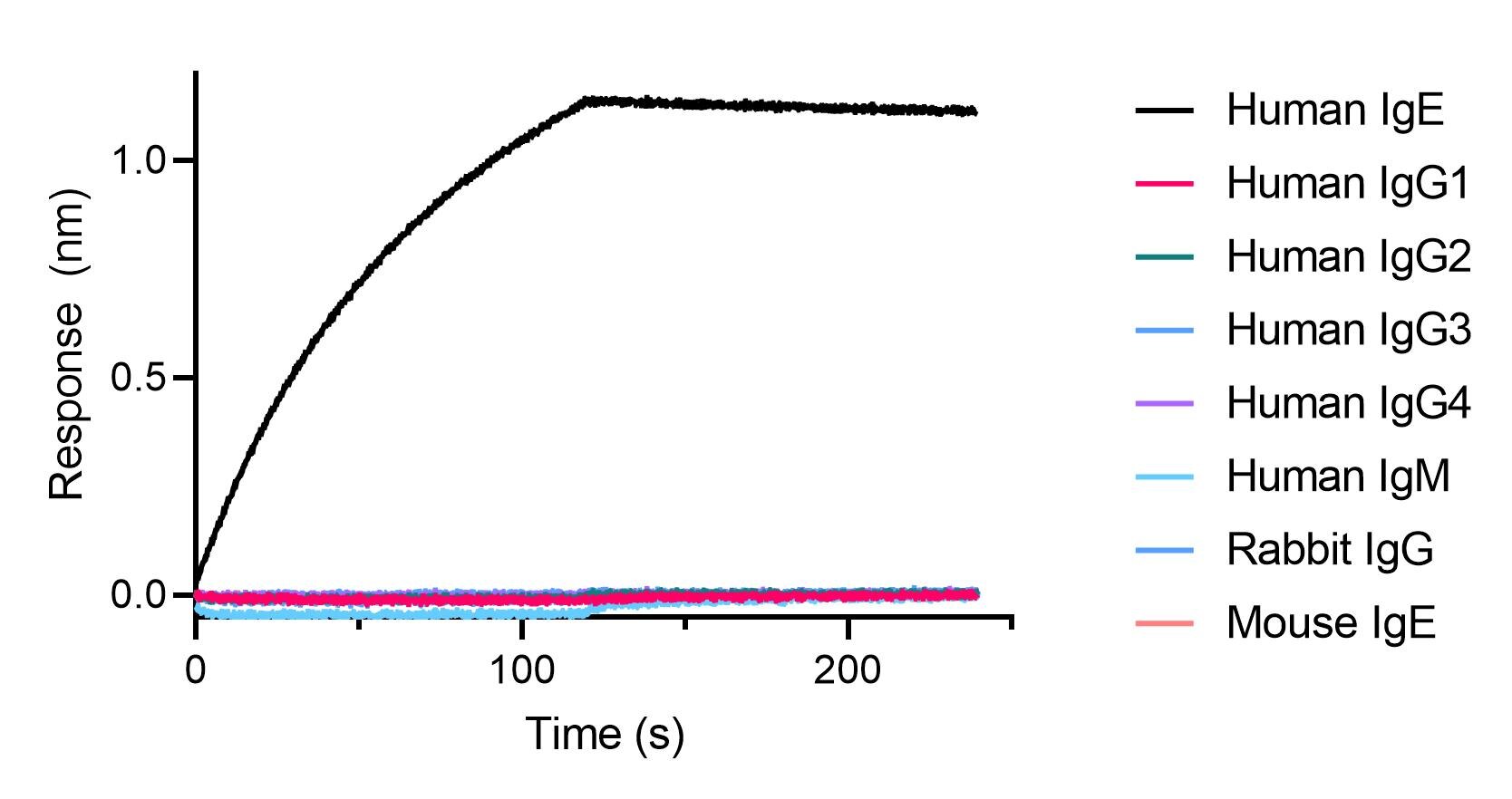 BLI binding kinetics of human, mouse and rabbit antibodies. 20 nM of human, mouse and rabbit antibodies were immobilized using Nano-CaptureLigand human IgE, VHH, biotinylated on FortéBio Streptavidin (SA) Biosensors. Only human IgE antibody is captured by the Nano-CaptureLigand with negligible dissociation.