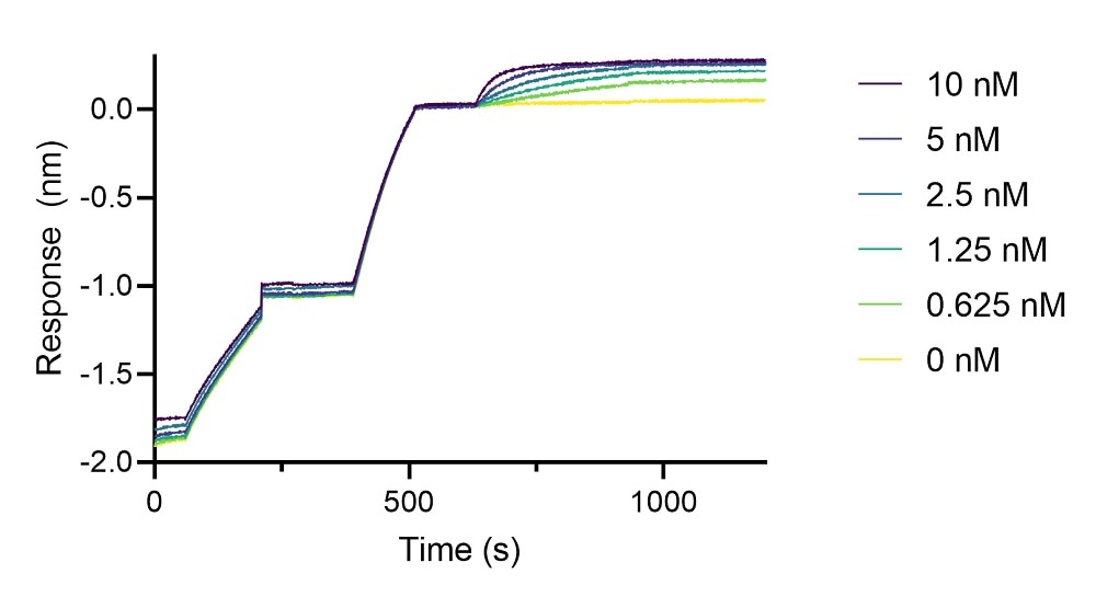 BLI binding kinetics of a human IgG1 anti-IgE antibody to human IgE. A human IgG1 anti-IgE antibody was immobilized using Nano-CaptureLigand human IgG/rabbit IgG, Fc-specific VHH, biotinylated on FortéBio Streptavidin (SA) Biosensors and assayed with different concentrations of human IgE.