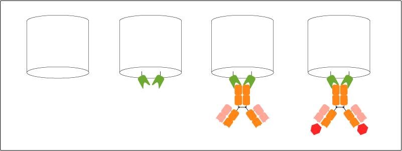 Immobilization of the Nano-CaptureLigand (green) on Biosensor (white) for biolayer interferometry (BLI) followed by capture of human IgG antibody (orange). The setup is ready for characterization of human IgG antibodies’ binding kinetics and affinity to substrate (red), human IgG antibody discovery and screening in crude liquids like hybridoma supernatant, serum, and plasma.