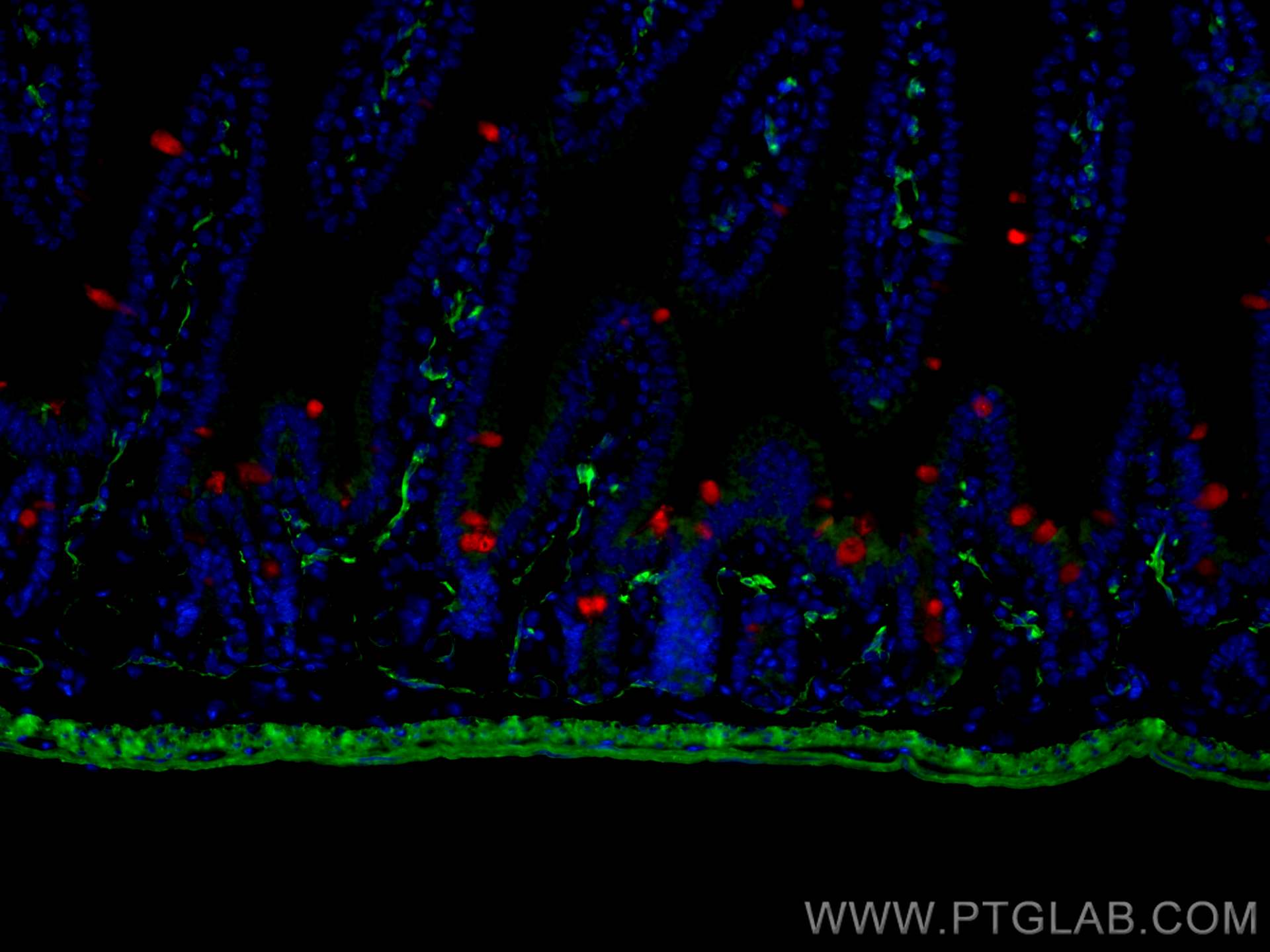 Immunofluorescence (IF) / fluorescent staining of mouse small intestine tissue using CoraLite® Plus 488-conjugated smooth muscle actin  (CL488-14395)