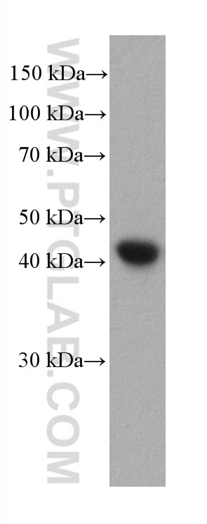 WB analysis of pig vein using 67735-1-Ig