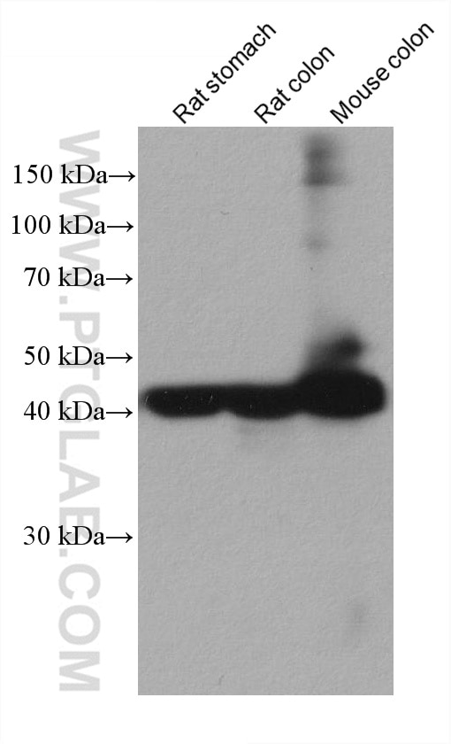 Western Blot (WB) analysis of various lysates using smooth muscle actin specific Monoclonal antibody (67735-1-Ig)