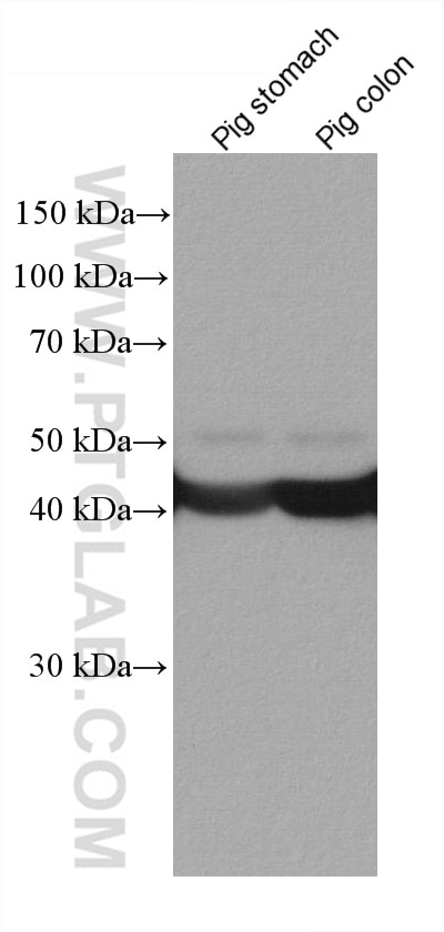 Western Blot (WB) analysis of various lysates using smooth muscle actin specific Monoclonal antibody (67735-1-Ig)