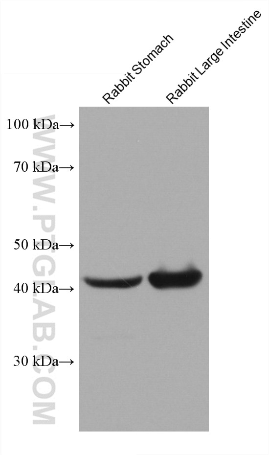 Western Blot (WB) analysis of various lysates using smooth muscle actin specific Monoclonal antibody (67735-1-Ig)