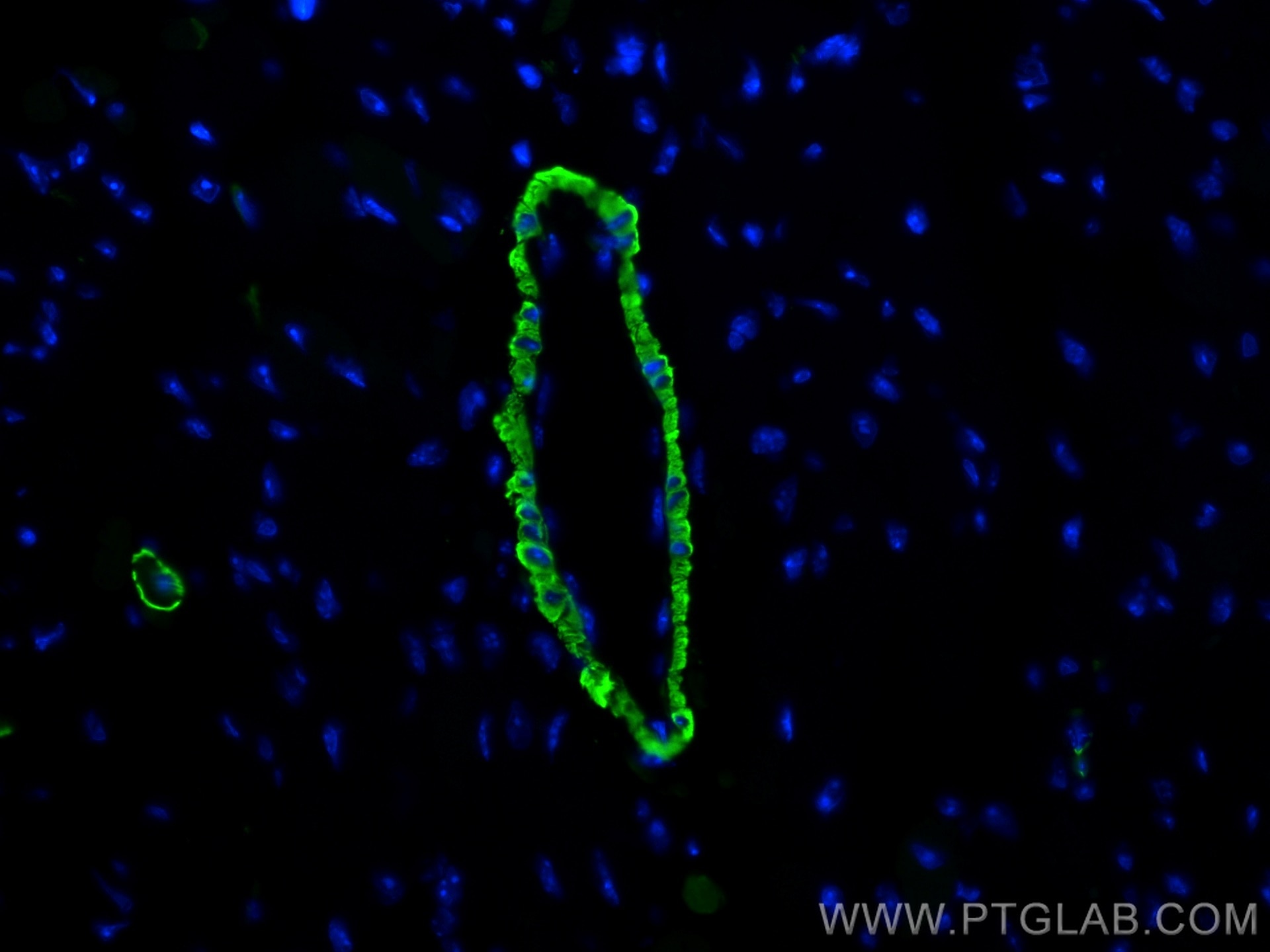 IF Staining of mouse heart using CL488-80008