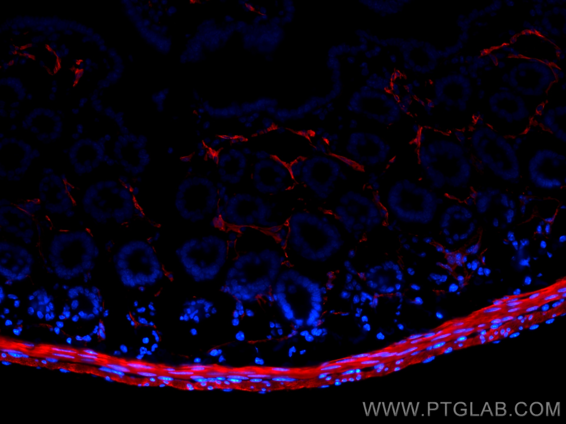 Immunofluorescence (IF) / fluorescent staining of mouse small intestine tissue using CoraLite®594-conjugated Alpha smooth muscle actin  (CL594-80008)