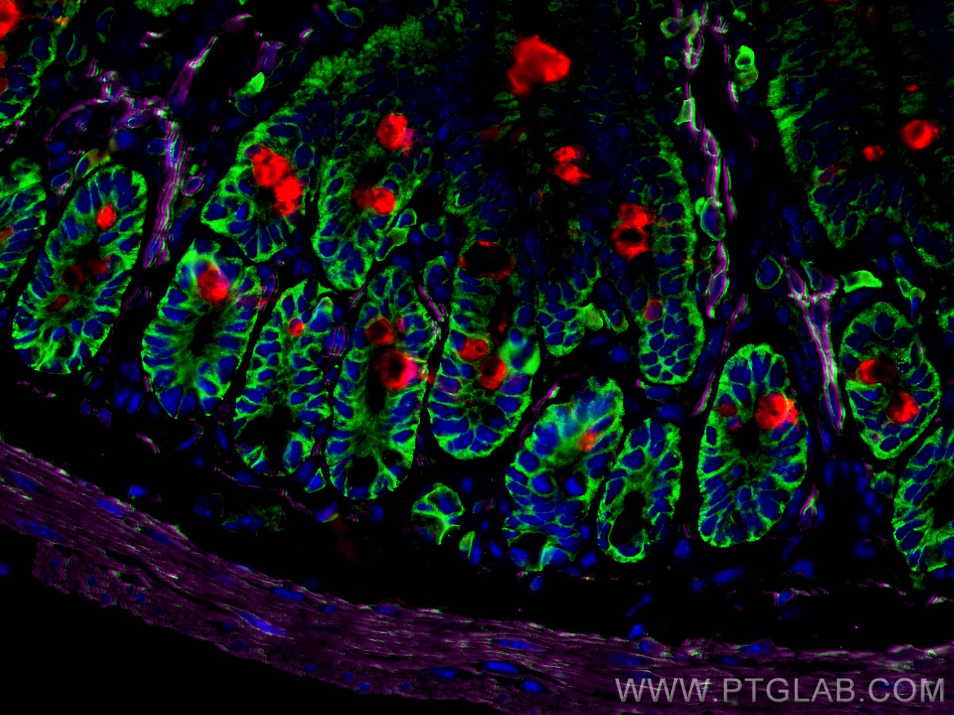 IF Staining of mouse small intestine using CL647-80008