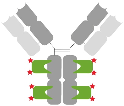 Anti-mouse IgG1 Nano-Secondary: Well-defined and characterized immunostaining. Primary anti-mouse IgG1 antibody (grey) with 2X2 monoclonal mouse Fc- specific Nanobodies (green) bound. In total, 8 fluorophores (red stars) label the mouse IgG1 primary antibody.