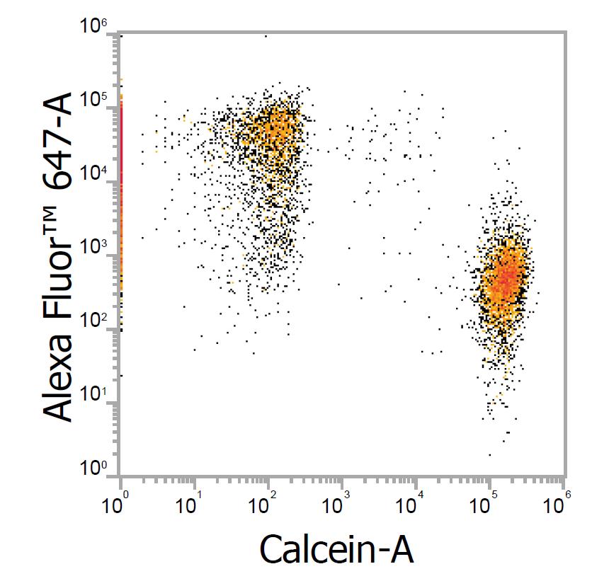 Immunostaining with Alpaca anti-mouse IgG1 Alexa Fluor 647 Nano-Secondaries for FACS. Jurkat CD3+ and Jurkat CD3- cell lines were mixed and immunostained live with anti-CD3 mouse IgG1 + alpaca anti-mouse IgG1 VHH Alexa Fluor 647 (1:600). CD3- cells were pre-stained with Calcein. Two cell populations can be clearly distinguished on the dot-plot: Alexa Fluor 647-positive Calcein-negative cells and Alexa Fluor 647-negative Calcein-positive cells.