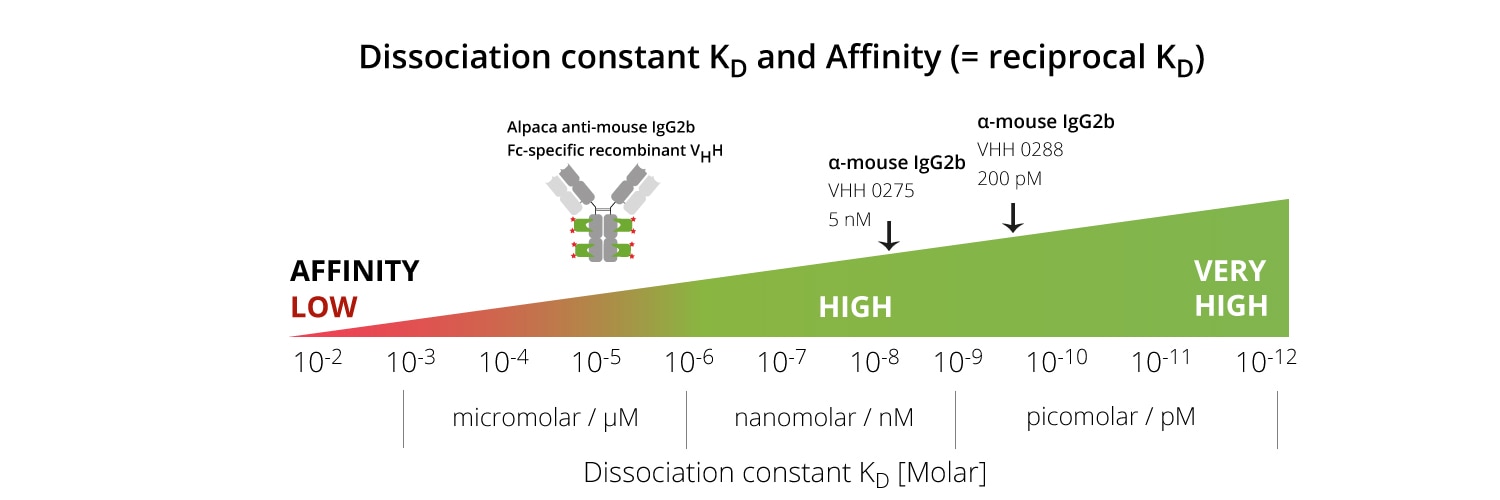 Dissociation constant Kd and affinity.