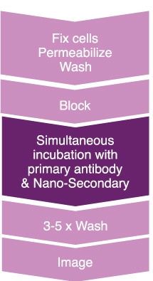 One-step immunostaining is the simultaneous incubation of mouse IgG2b primary antibody and anti-mouse IgG2b Nano-Secondary. This method reduces incubation and hands-on time. Simultaneous incubation also supports multiplexing, tissue penetration, and cell staining for flow cytometry.