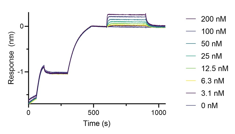 BLI binding kinetics of a mouse IgG1 anti-DYKDDDDK-tag antibody to a DYKDDDDK-tagged protein. A monoclonal mouse IgG1 anti-DYKDDDDK-tag antibody was immobilized using Nano-CaptureLigand mouse IgG1, Fc-specific VHH, biotinylated on FortéBio Streptavidin (SA) Biosensors and assayed with different concentrations of a DYKDDDDK-tagged protein.