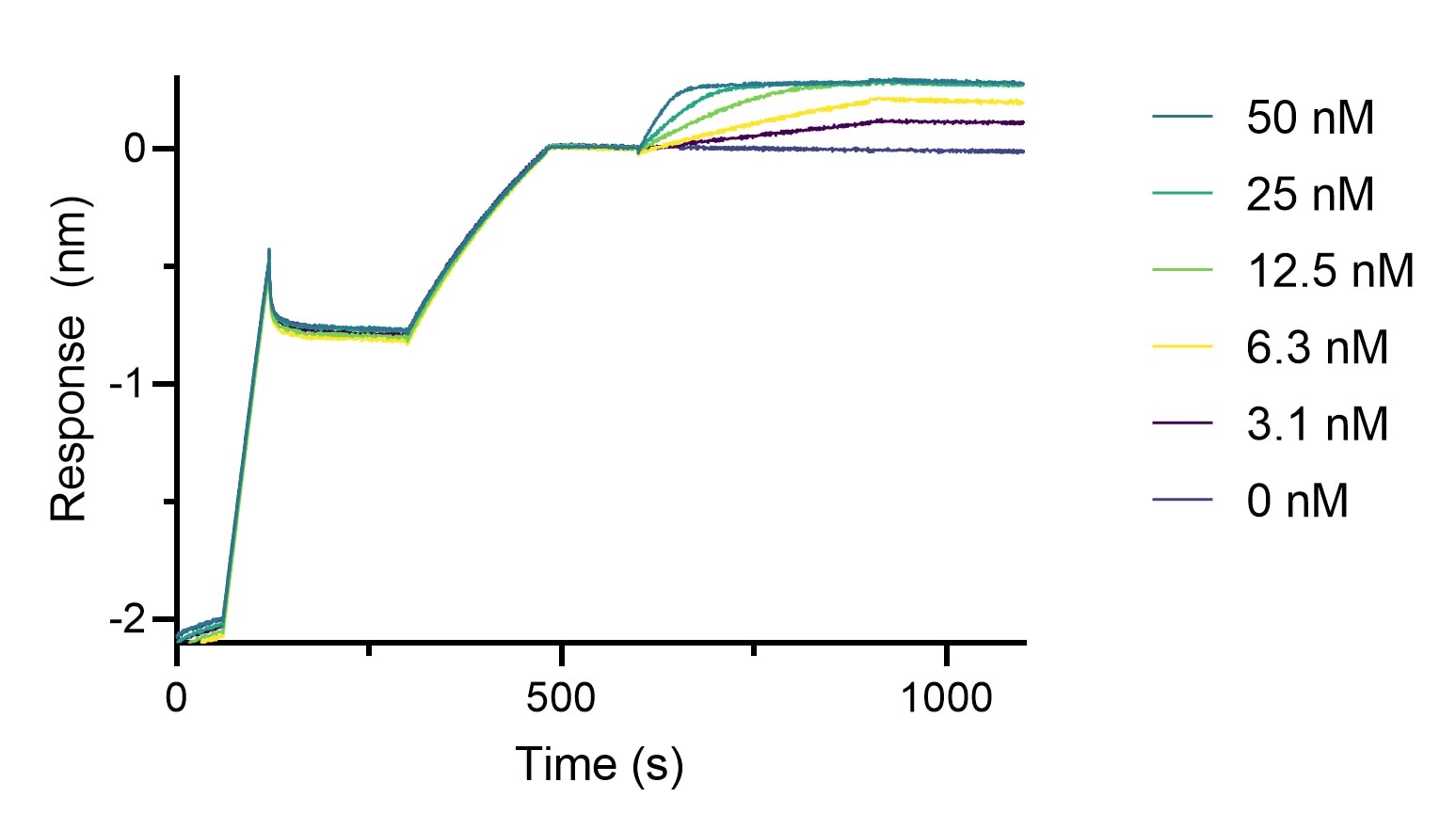 BLI binding kinetics of a mouse IgG2a anti-V5-tag antibody to a V5-tagged protein. A monoclonal mouse IgG2a anti-V5-tag antibody was immobilized using Nano-CaptureLigand mouse IgG2a, Fc-specific VHH, biotinylated on FortéBio Streptavidin (SA) Biosensors and assayed with different concentrations of a V5-tagged protein.