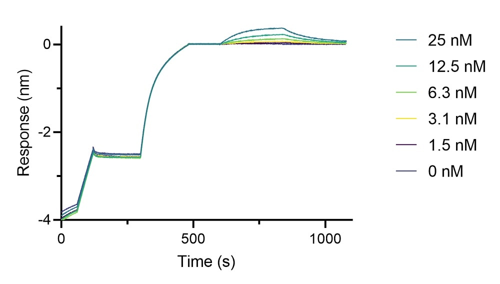 BLI binding kinetics of a mouse IgG2b anti-SARS Spike antibody to SARS-CoV2 Spike RBD. A mouse IgG2b anti-SARS Spike antibody was immobilized using Nano-CaptureLigand mouse IgG2b, Fc-specific VHH, biotinylated on FortéBio Streptavidin (SA) Biosensors and assayed with different concentrations of SARS-CoV2 Spike receptor binding domain (RBD).