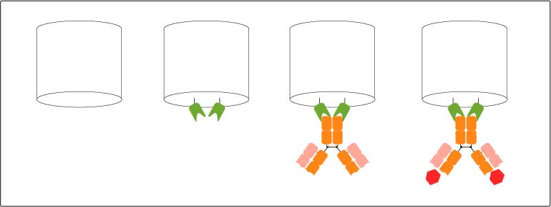 Immobilization of the Nano-CaptureLigand (green) on Biosensor (white) for biolayer interferometry (BLI) followed by capture of mouse IgG2b antibody (orange). The setup is ready for characterization of mouse IgG2b antibodies’ binding kinetics and affinity to target (red), mouse IgG2b antibody discovery and screening in crude liquids like hybridoma supernatant, serum, and plasma.