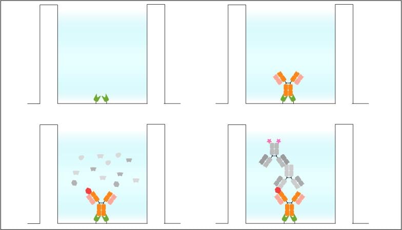 Sandwich ELISA. Immobilization of the Nano-CaptureLigand (green) on streptavidin Biosensor (white). Mouse IgG2b antibody (orange) is immobilized without biotinylation. Note the site-directed binding of the mouse IgG2b antibody to the Nano-CaptureLigand. Readout via detection and secondary antibody (grey).