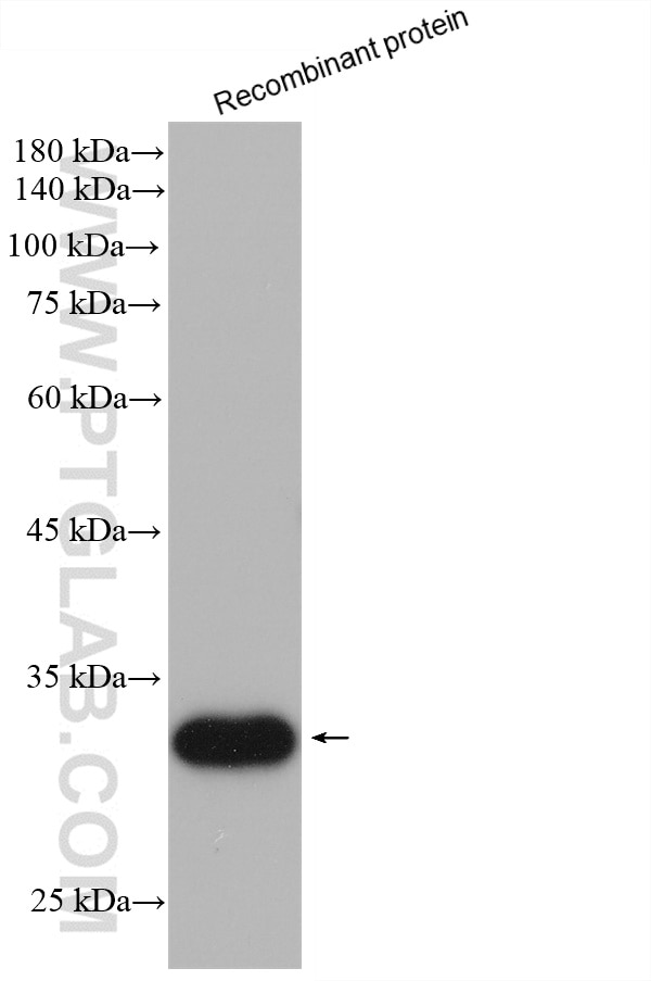 WB analysis of Recombinant protein using 82734-4-RR