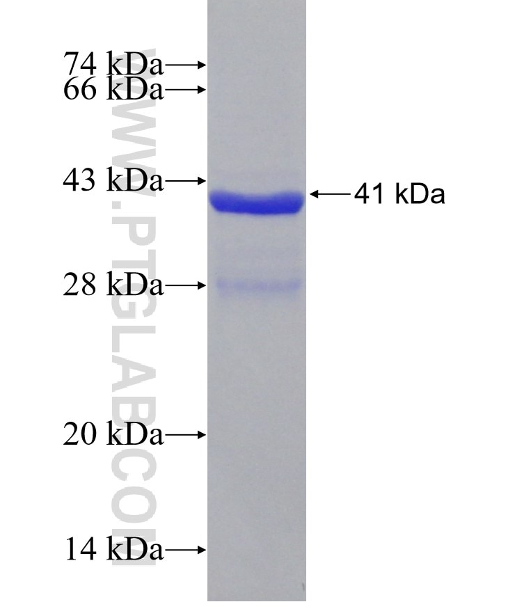 spike protein fusion protein Ag30679 SDS-PAGE