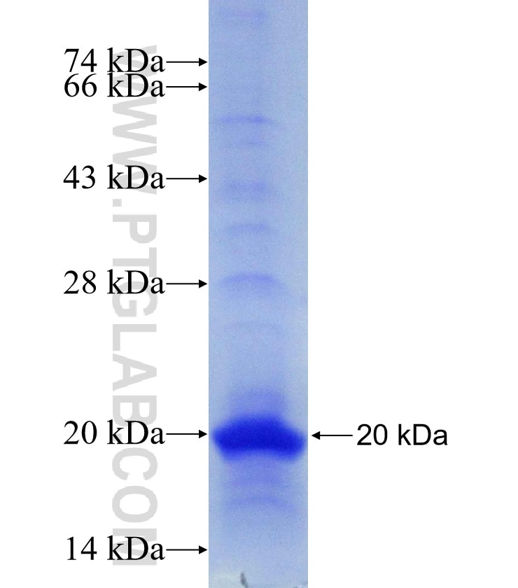 spike protein fusion protein Ag30680 SDS-PAGE