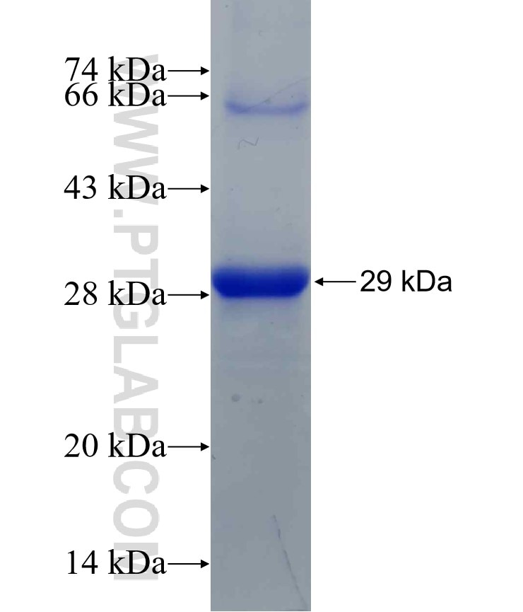 spike protein fusion protein Ag30688 SDS-PAGE