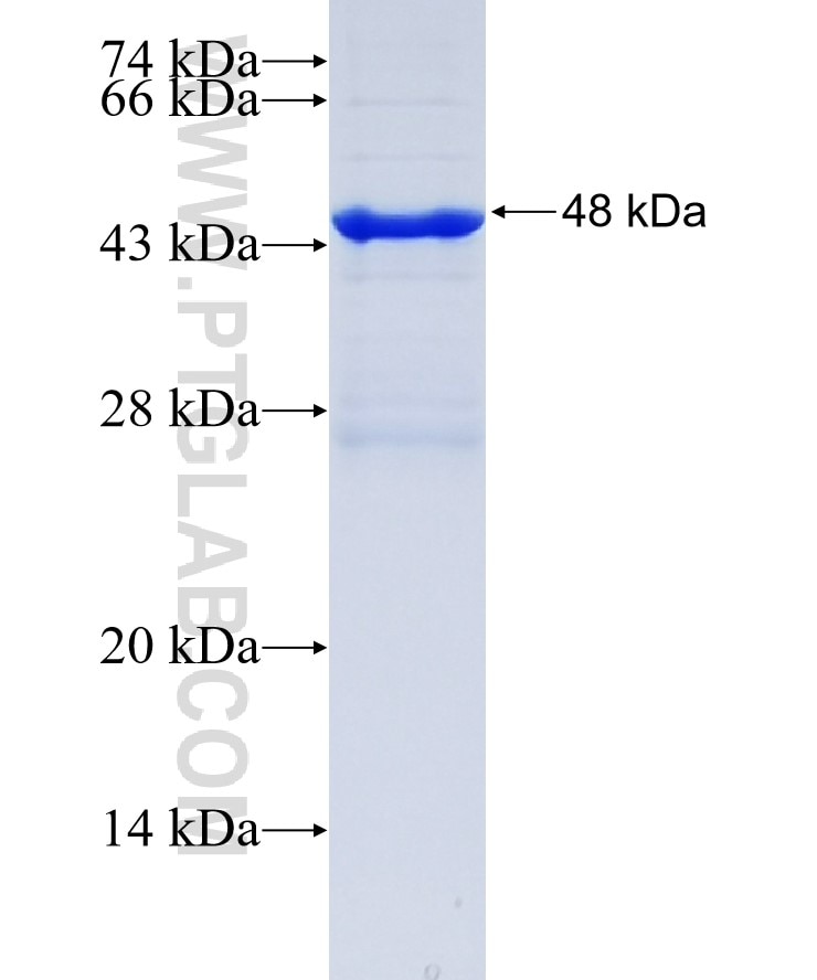 2019-nCOV Spike protein(RBD) fusion protein Ag30689 SDS-PAGE