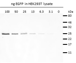 Western blot analysis of EGFP (EGFP-250, ChromoTek) added to HEK293T cell lysate. Detection with rabbit anti-GFP antibody PABG1 (ChromoTek) and alpaca anti-rabbit IgG VHH Alexa Fluor® 488.