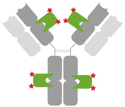 Well-defined and characterized immunostaining: Primary anti-rabbit IgG antibody (grey) with 2 copies each of a rabbit Fab- and Fc-specific monoclonal Nanobodies (green) bound. In total, 8 fluorophores (red stars) label the primary rabbit IgG antibody.