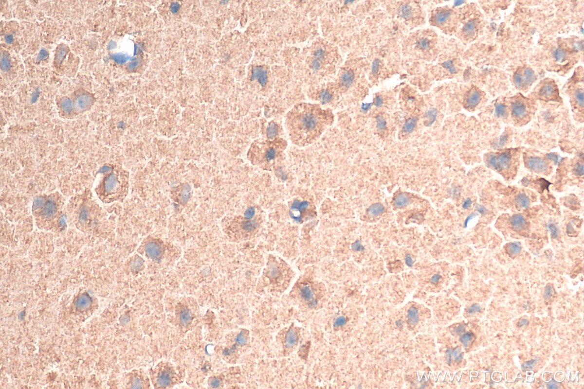 IHC staining of mouse brain using Biotin-10147