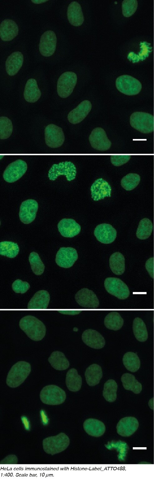 Hela cells immunostained with Histone-Lable-ATTO488, 1:400. Scale bar, 10 um.