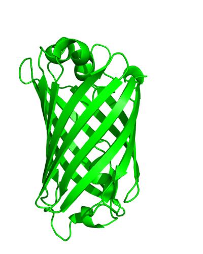 Structure of TurboGFP.