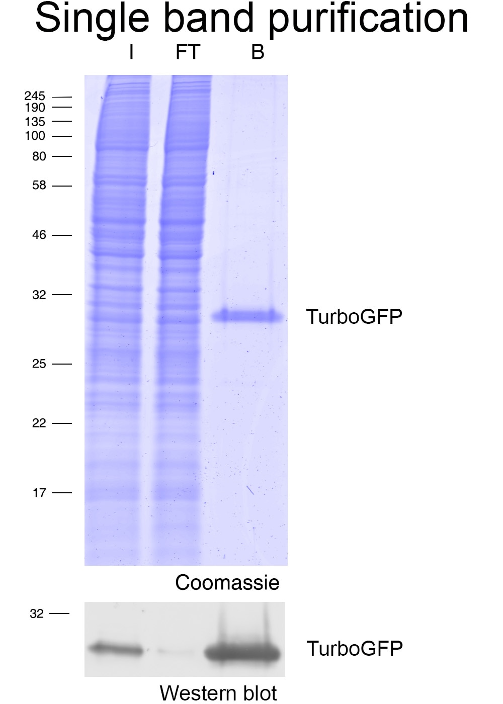 Immunoprecipitation of TurboGFP with Turbo-GFP-Trap