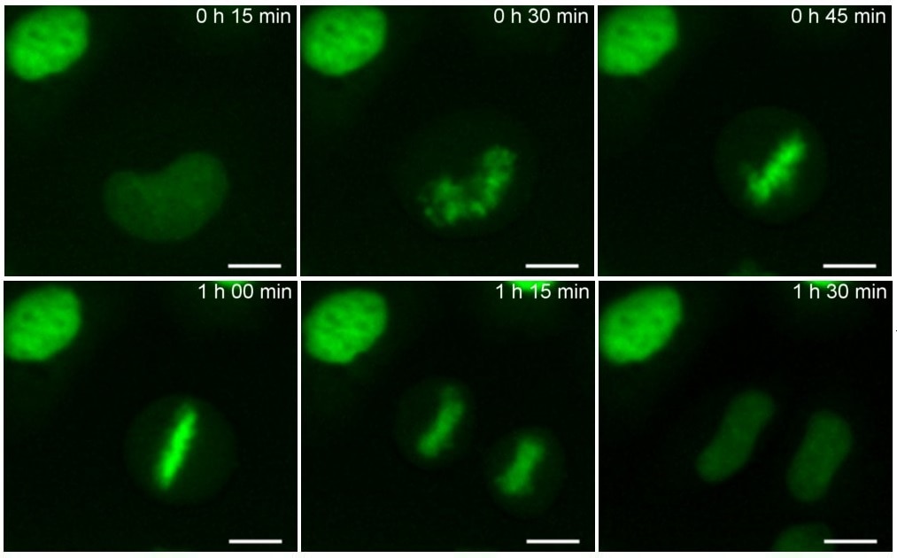 Live-cell imaging of Hela cells expressing Histone-Chromobody. Scale bar, 10 µm