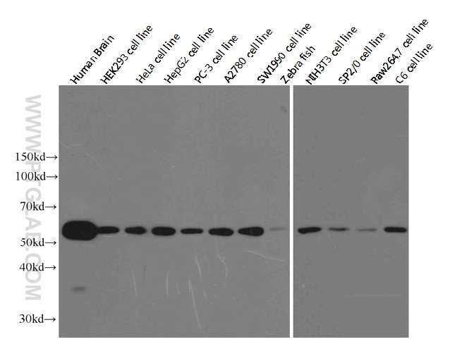 WB analysis of alpha-tubulin in various tissues and cell lines using Proteintech antibody at a dilution of 1:10000