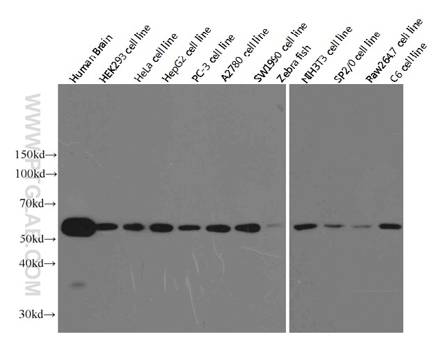 Alpha Tubulin Monoclonal antibody