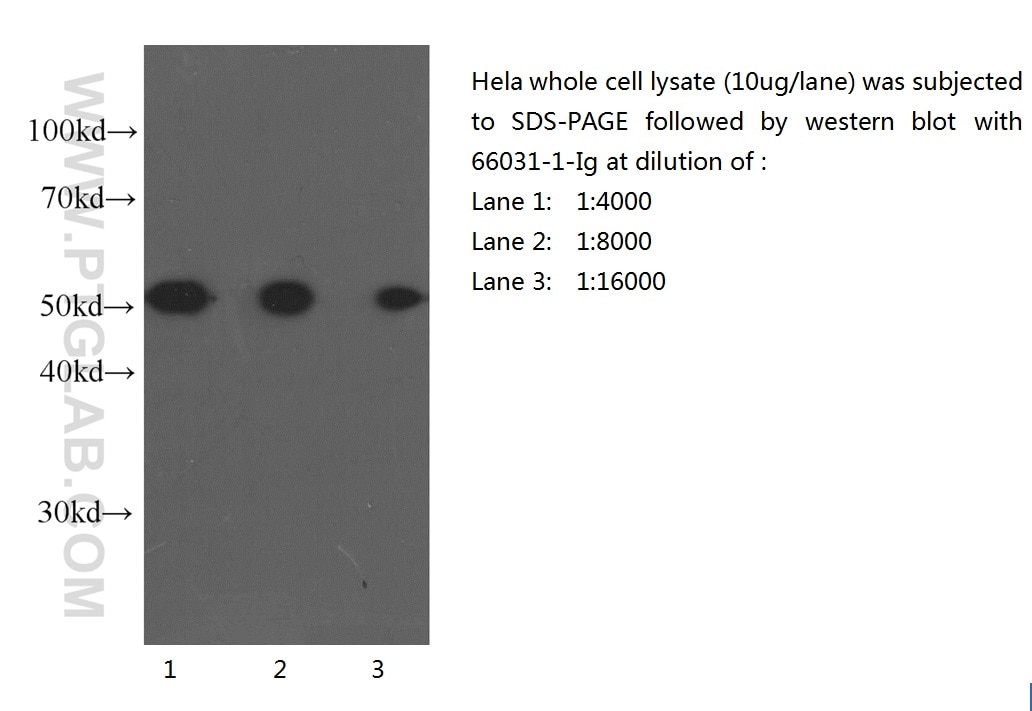 Alpha Tubulin