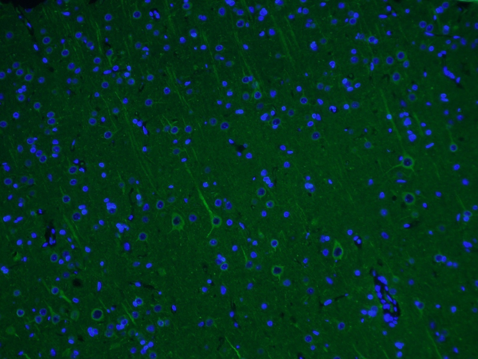 Immunofluorescence (IF) / fluorescent staining of rat brain tissue using Alpha Tubulin Monoclonal antibody (66031-1-Ig)