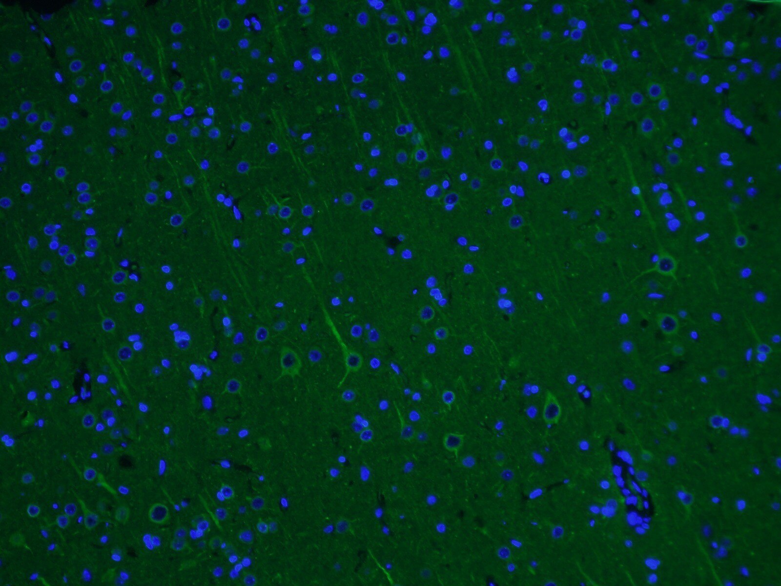 Immunofluorescence (IF) / fluorescent staining of rat brain tissue using Alpha Tubulin Monoclonal antibody (66031-1-Ig)