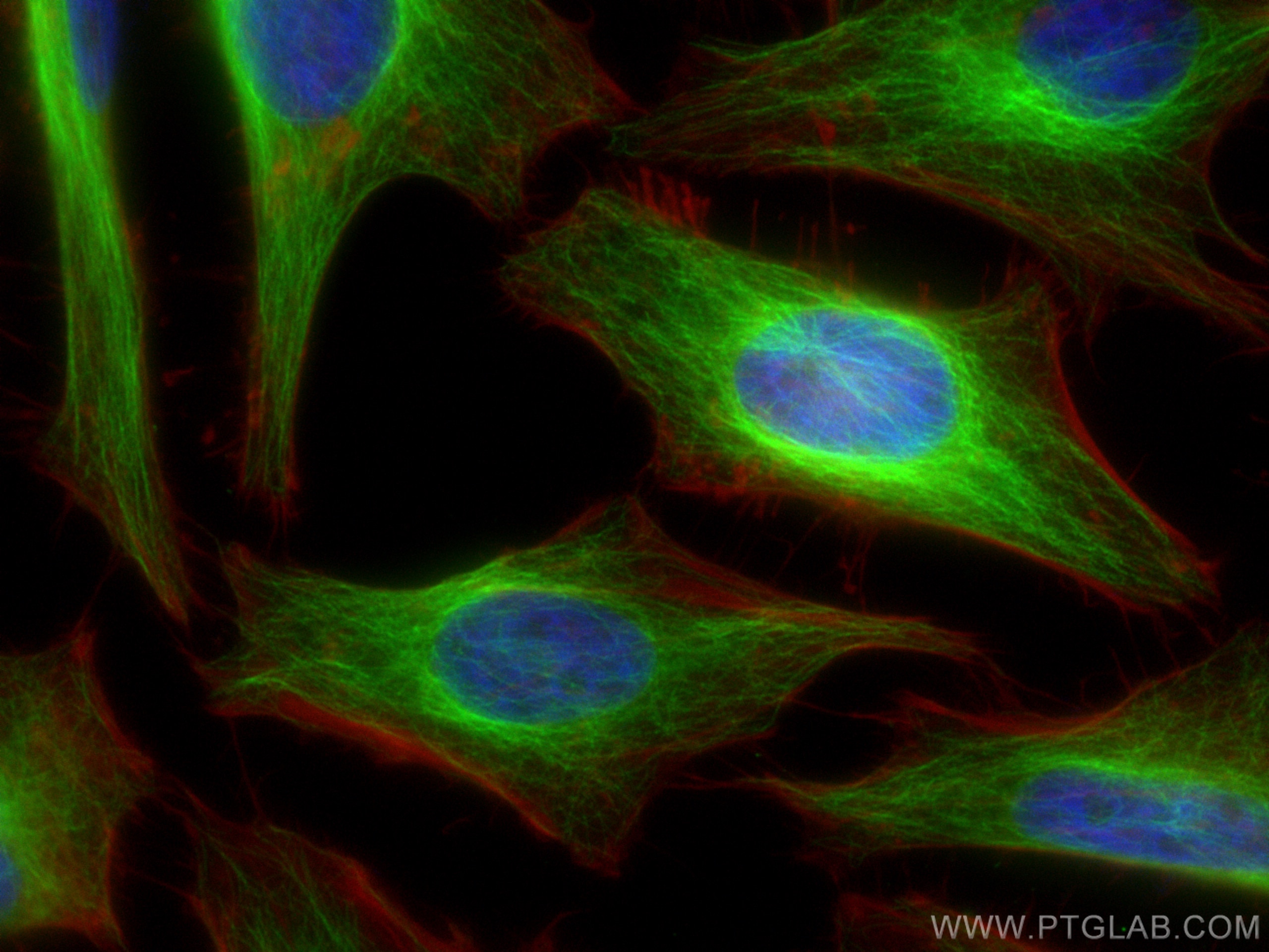 Immunofluorescence (IF) / fluorescent staining of HeLa cells using Alpha Tubulin Monoclonal antibody (66031-1-Ig)