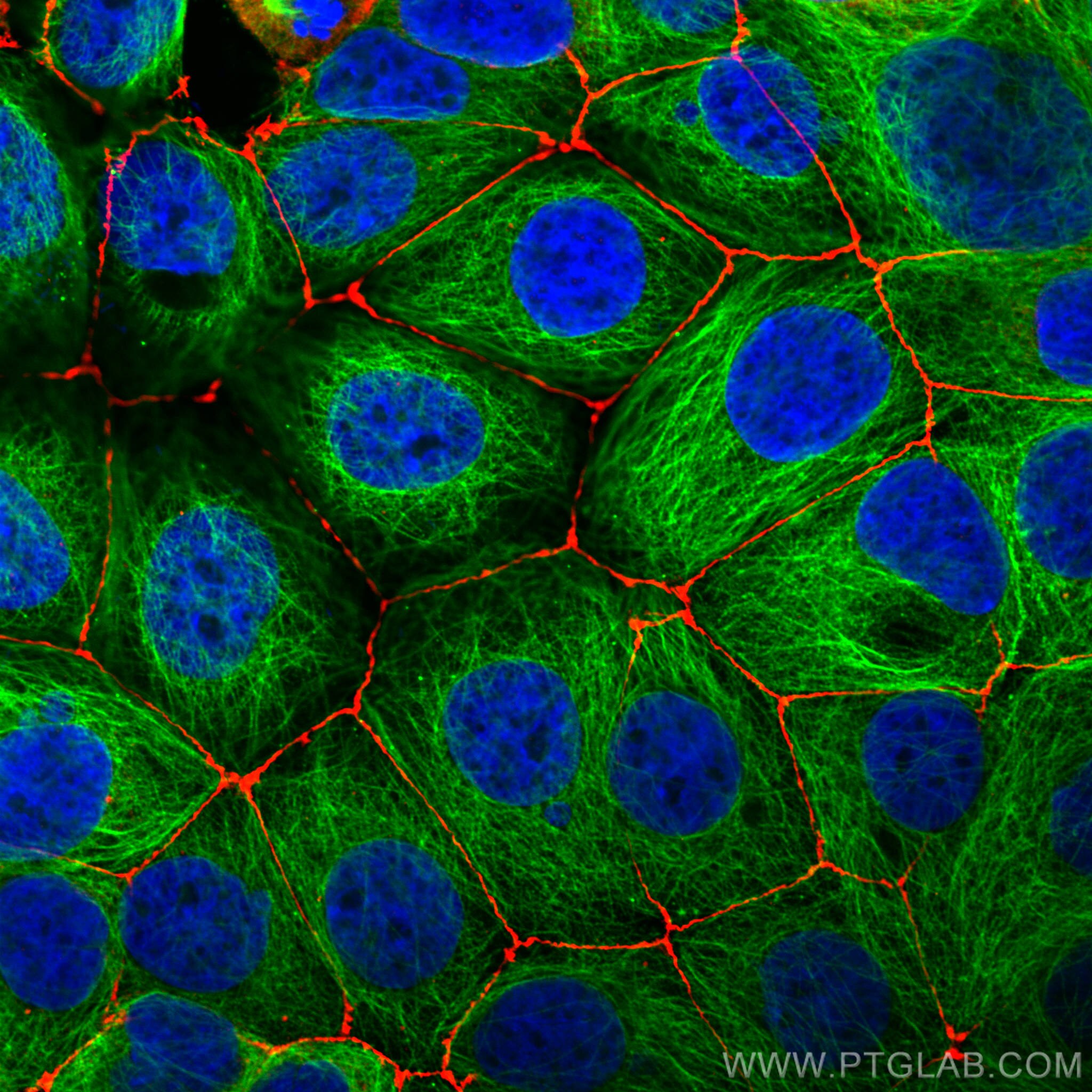 Immunofluorescence (IF) / fluorescent staining of MCF-7 cells using Alpha Tubulin Monoclonal antibody (66031-1-Ig)