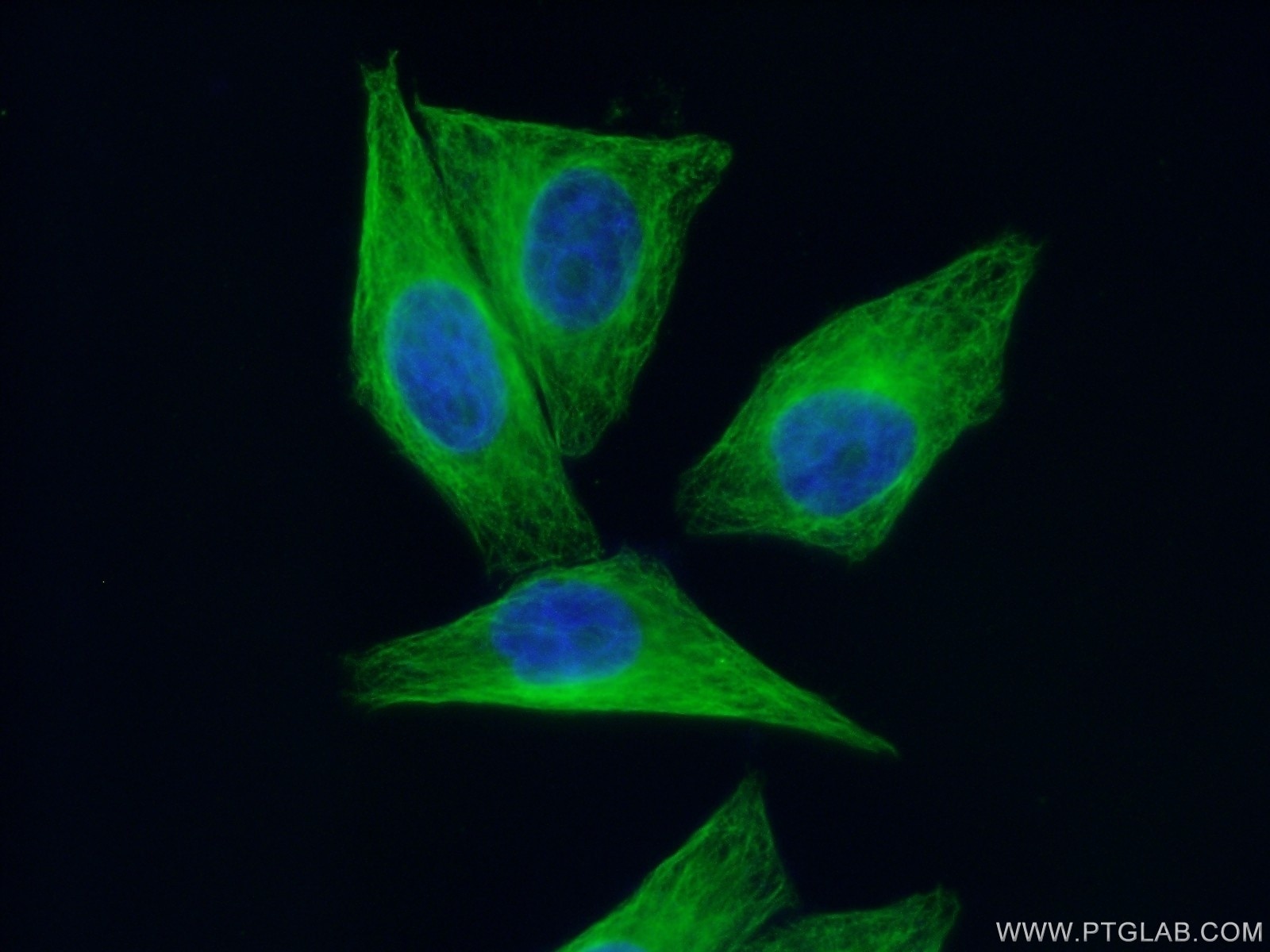 Immunofluorescence (IF) / fluorescent staining of HepG2 cells using Alpha Tubulin Monoclonal antibody (66031-1-Ig)