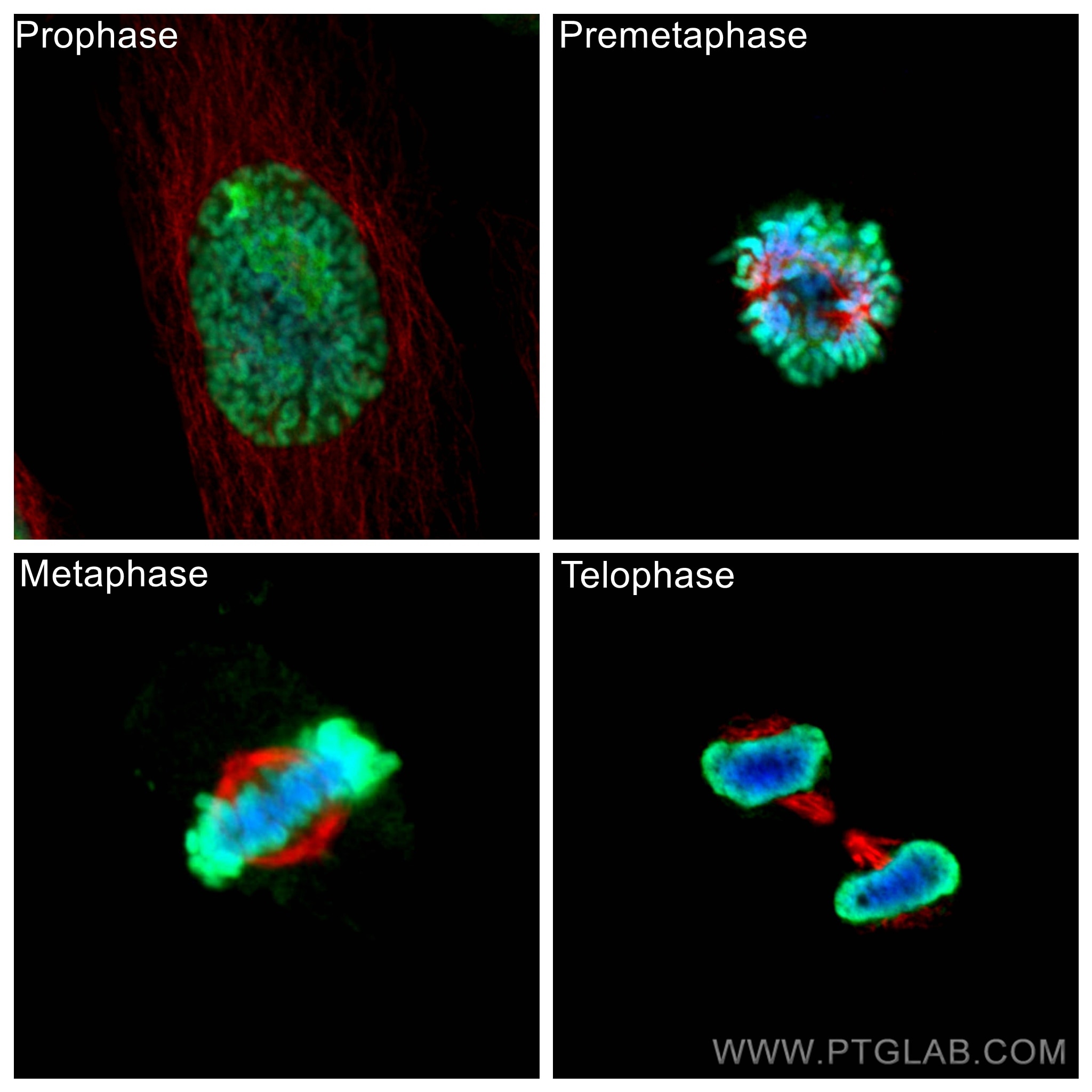 Immunofluorescence (IF) / fluorescent staining of HeLa cells using Alpha Tubulin Monoclonal antibody (66031-1-Ig)