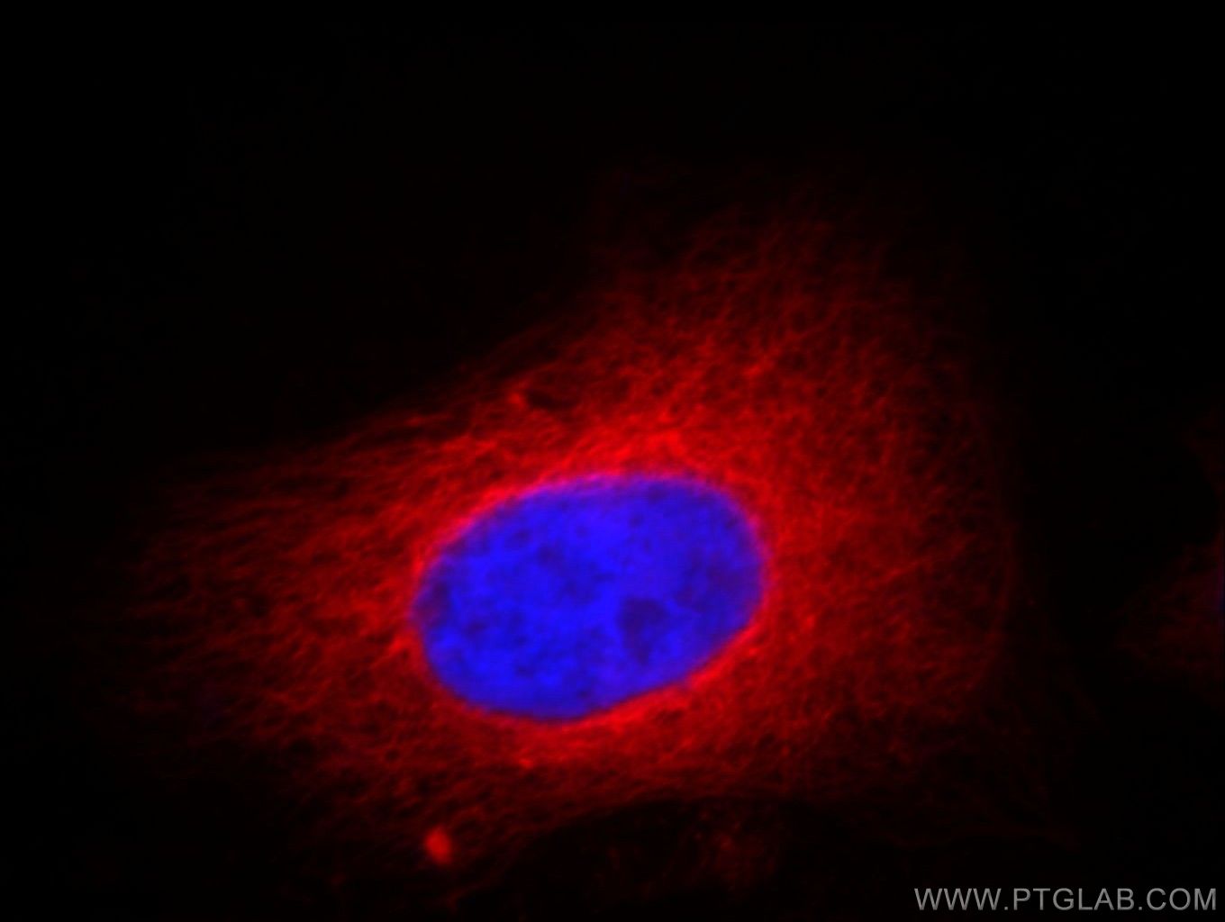 Alpha Tubulin Monoclonal antibody