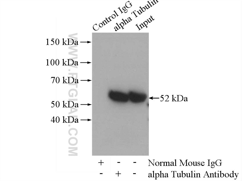 Immunoprecipitation (IP) experiment of HeLa cells using Alpha Tubulin Monoclonal antibody (66031-1-Ig)