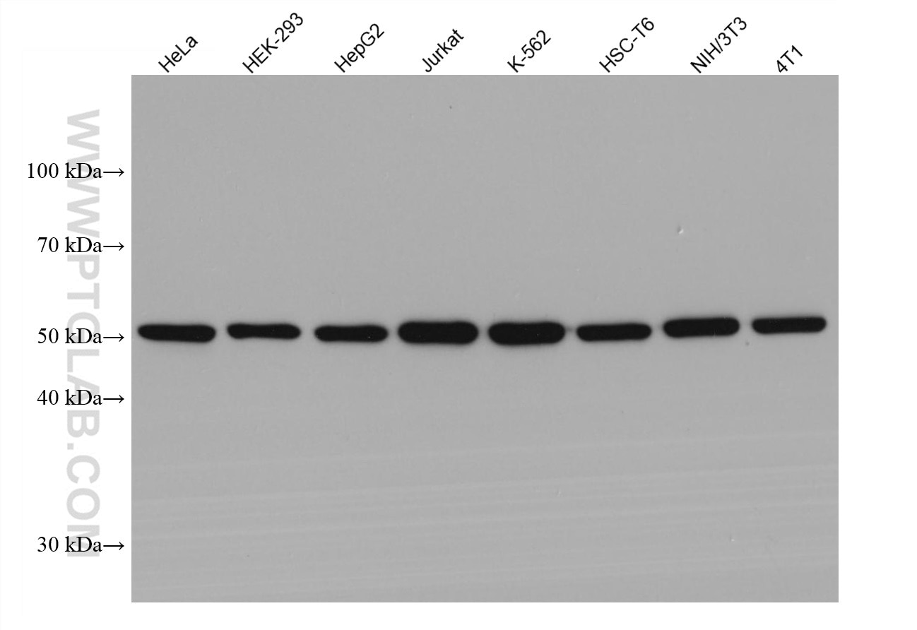 Western Blot (WB) analysis of various lysates using Alpha Tubulin Monoclonal antibody (66031-1-Ig)